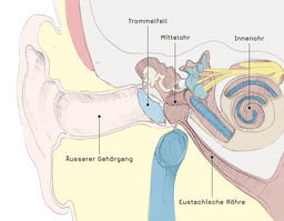 Zoom: querschnitt_durch_das_ohr.jpg