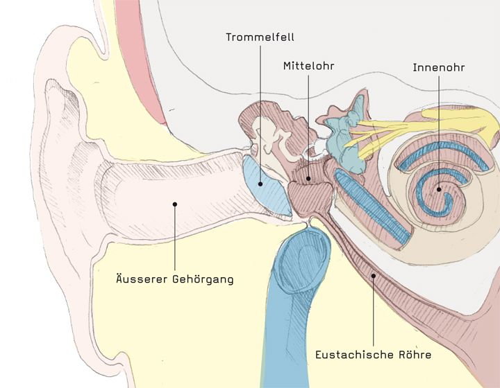 Zoom: querschnitt_durch_das_ohr.jpg